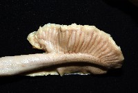 白斑烏賊藏品圖，第10張