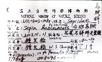 白斑烏賊藏品圖，第15張