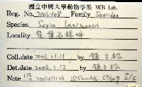 白斑烏賊藏品圖，第16張