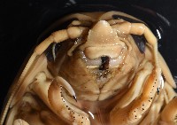 道氏深水虱藏品圖，第4張