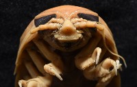 道氏深水虱藏品圖，第6張