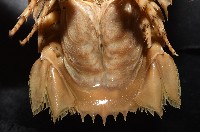 道氏深水虱藏品圖，第8張