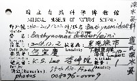 道氏深水虱藏品圖，第12張