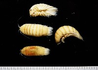 道氏紡錘水虱藏品圖，第2張