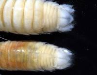 道氏紡錘水虱藏品圖，第3張