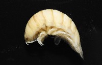 道氏紡錘水虱藏品圖，第4張