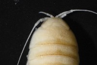 道氏紡錘水虱藏品圖，第5張