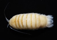 道氏紡錘水虱藏品圖，第7張