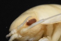 道氏紡錘水虱藏品圖，第10張