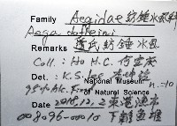 道氏紡錘水虱藏品圖，第12張