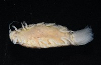 未知種狹長水虱藏品圖，第4張