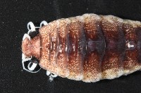 未知種狹長水虱藏品圖，第6張