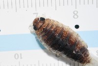 未知種狹長水虱藏品圖，第8張