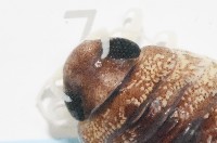 未知種狹長水虱藏品圖，第9張