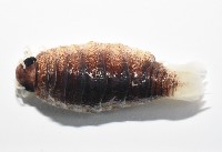 未知種狹長水虱藏品圖，第10張