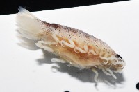 未知種狹長水虱藏品圖，第11張
