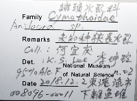 未知種狹長水虱藏品圖，第12張