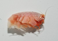 未知種深海側甲鉤蝦藏品圖，第9張