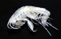 未知種深海鉤蝦藏品圖，第3張