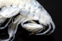 未知種深海鉤蝦藏品圖，第6張
