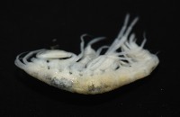 未知種深海鉤蝦藏品圖，第8張
