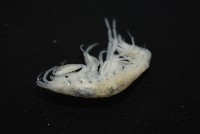 未知種深海鉤蝦藏品圖，第9張