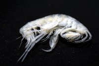未知種深海鉤蝦藏品圖，第10張