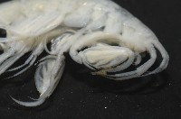 未知種深海鉤蝦藏品圖，第11張