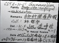 未知種深海鉤蝦藏品圖，第12張