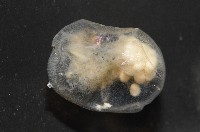 未知種海螢藏品圖，第1張