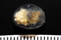 未知種海螢藏品圖，第2張