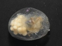 未知種海螢藏品圖，第3張