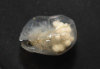 未知種海螢藏品圖，第4張