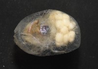 未知種海螢藏品圖，第5張