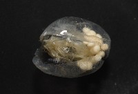 未知種海螢藏品圖，第6張
