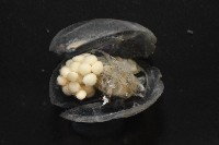 未知種海螢藏品圖，第7張
