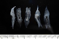 未知種舴艋螺藏品圖，第2張