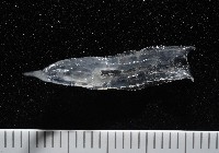 未知種舴艋螺藏品圖，第6張