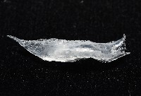 未知種舴艋螺藏品圖，第7張