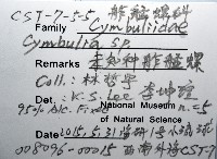 未知種舴艋螺藏品圖，第8張