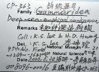 未知種深海鉤蝦藏品圖，第8張