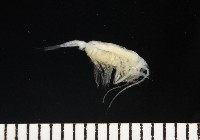 未知種橈足類藏品圖，第4張