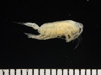 未知種橈足類藏品圖，第5張