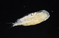 未知種橈足類藏品圖，第6張