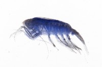 未知種橈足類藏品圖，第6張