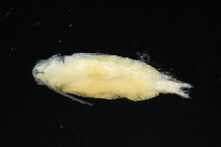 未知種橈足類藏品圖，第4張