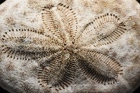 網楯海膽藏品圖，第2張