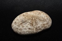 網楯海膽藏品圖，第3張