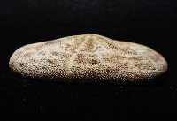 網楯海膽藏品圖，第4張