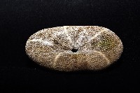 網楯海膽藏品圖，第5張